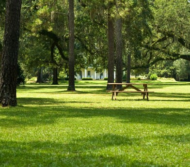 green tree filled park with picnic table